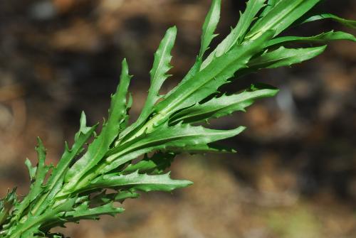 Borodinia_missouriensis_leaves2.jpg