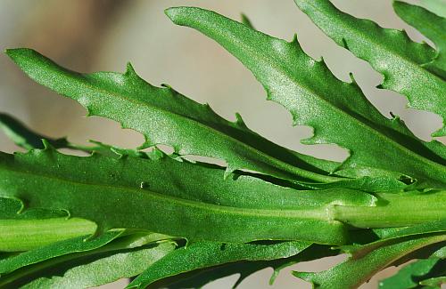 Borodinia_missouriensis_leaves3.jpg