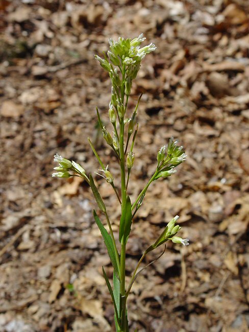 Borodinia_missouriensis_plant.jpg