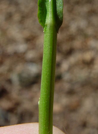 Borodinia_missouriensis_stem.jpg