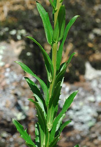 Borodinia_missouriensis_stem2.jpg