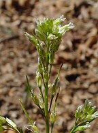 Borodinia missouriensis thumbnail