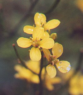 Brassica_nigra_flowers.jpg