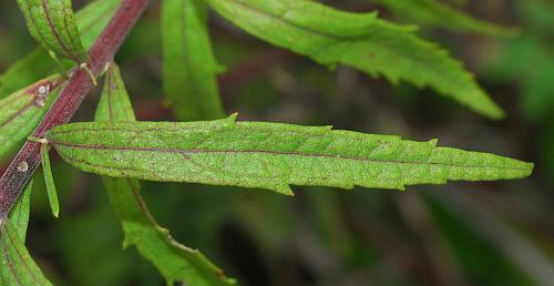Brickellia_eupatorioides_leaf1.jpg