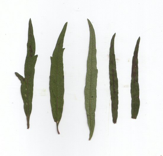 Brickellia_eupatorioides_leaves.jpg