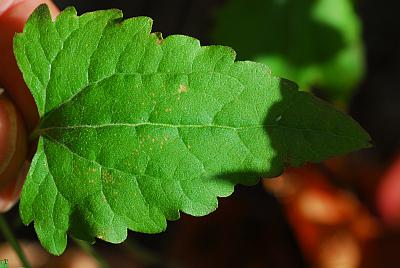 Brickellia_grandiflora_leaf.jpg