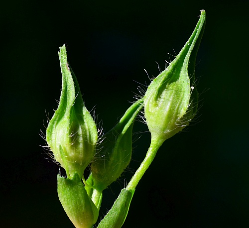 Callirhoe_bushii_buds.jpg