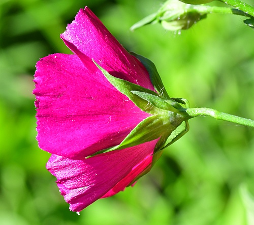 Callirhoe_bushii_calyx.jpg