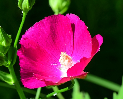 Callirhoe_bushii_corolla1.jpg