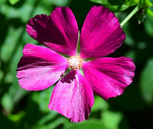 Callirhoe_bushii_corolla2.jpg