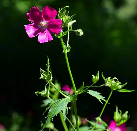 Callirhoe_bushii_inflorescence.jpg