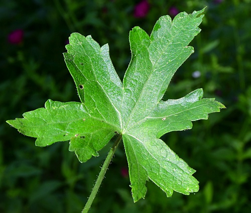 Callirhoe_bushii_leaf1.jpg