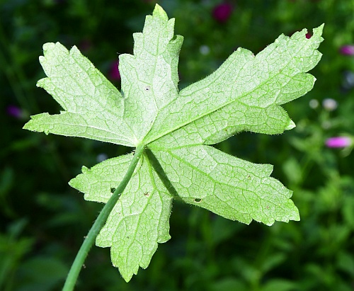 Callirhoe_bushii_leaf2.jpg