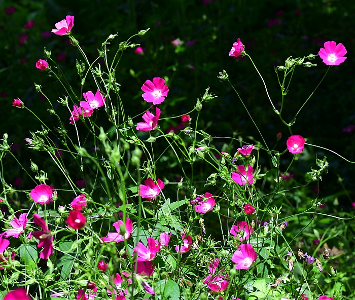 Callirhoe_bushii_plant.jpg