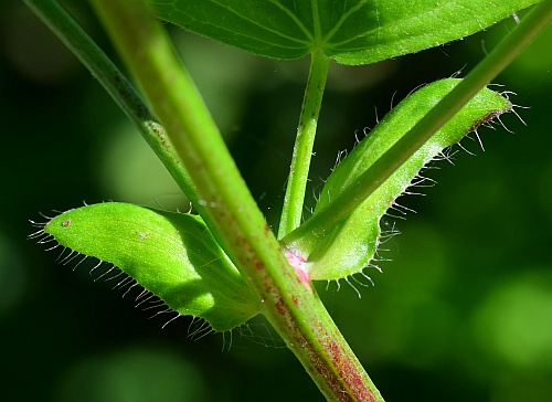 Callirhoe_bushii_stipule.jpg