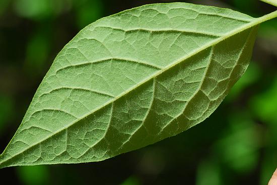 Calycanthus_floridus_leaf.jpg