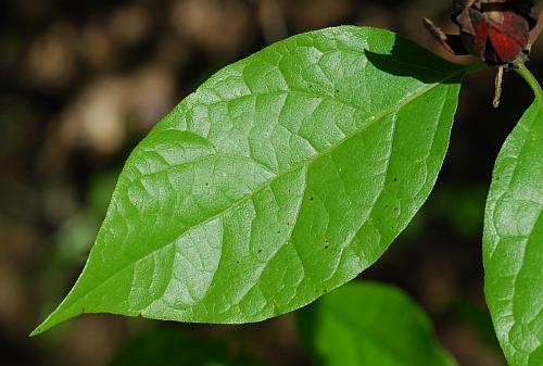 Calycanthus_floridus_leaf1.jpg