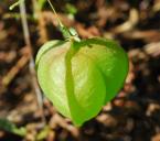 Cardiospermum halicacabum thumbnail