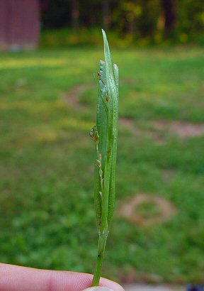 Carex_albursina_inflorescence.jpg
