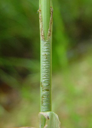 Carex_annectens_sheath2.jpg