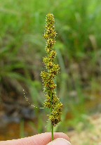 Carex annectens thumbnail