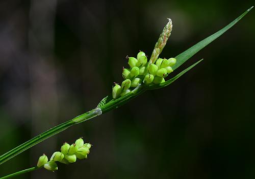 Carex_blanda_inflorescence.jpg
