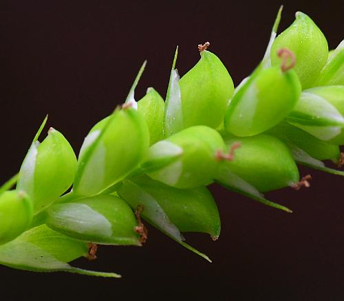 Carex_blanda_perigynia.jpg