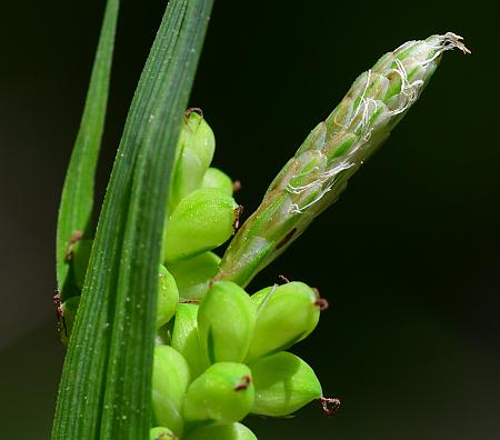 Carex_blanda_spike1.jpg