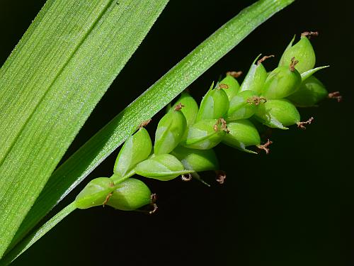 Carex_blanda_spike2.jpg