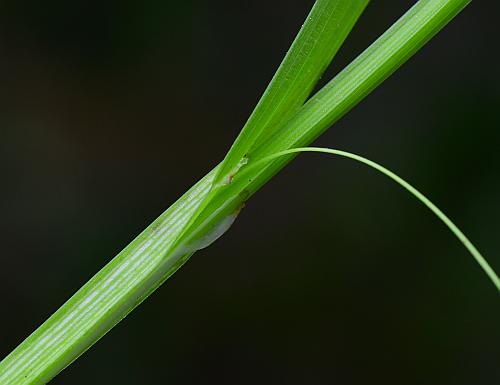 Carex_blanda_stem.jpg