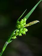 Carex blanda thumbnail