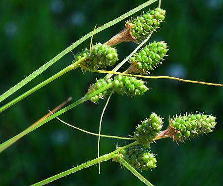 Carex_bushii_inflorescences.jpg