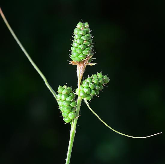 Carex_bushii_plant.jpg