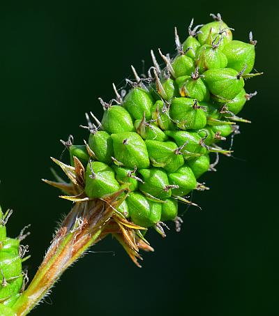 Carex_bushii_spike.jpg