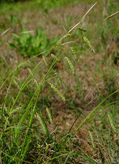 Carex_cherokeensis_plant.jpg