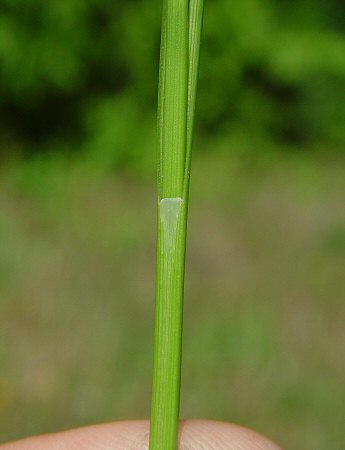 Carex_cherokeensis_sheath.jpg