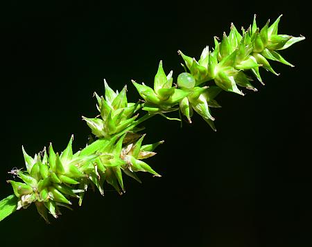 Carex_conjuncta_inflorescence.jpg