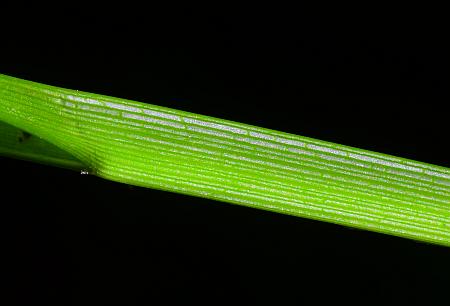 Carex_conjuncta_sheath3.jpg