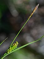 Carex crawei thumbnail