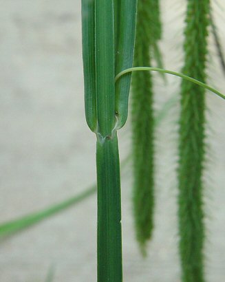 Carex_crinita_bract.jpg