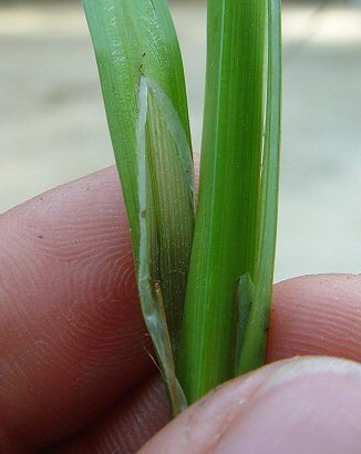 Carex_crinita_ligule.jpg