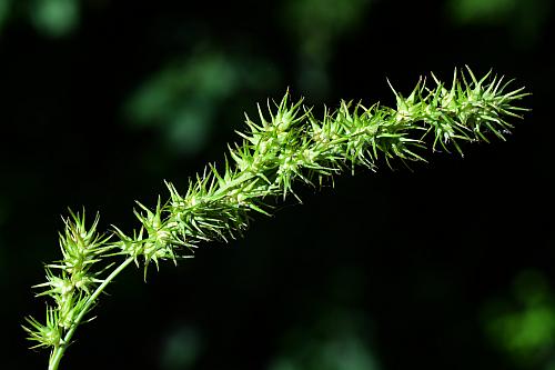 Carex_crus-corvi_inflorescence.jpg