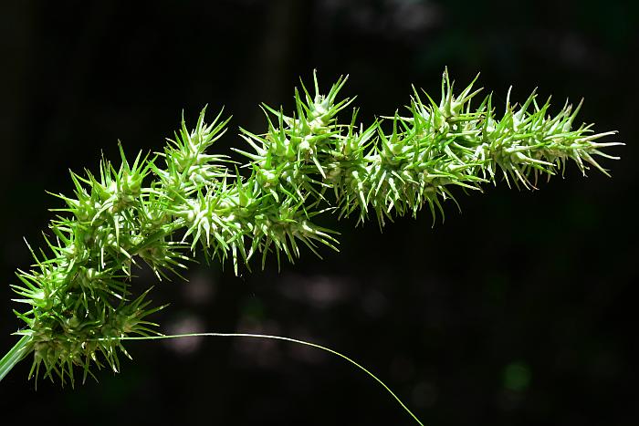 Carex_crus-corvi_plant.jpg