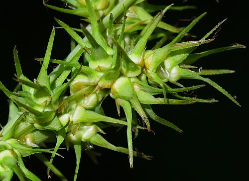 Carex_crus-corvi_spikes.jpg