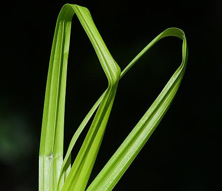 Carex_davisii_leaves.jpg