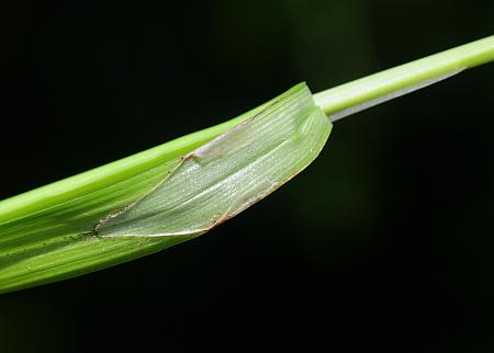 Carex_davisii_ligule.jpg