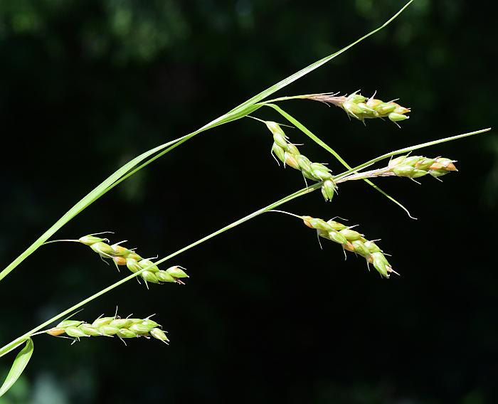Carex_davisii_plant.jpg