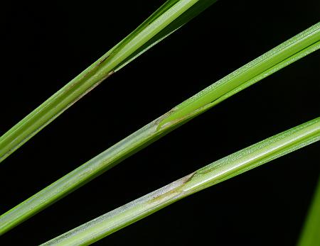 Carex_davisii_sheaths.jpg