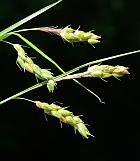 Carex davisii thumbnail