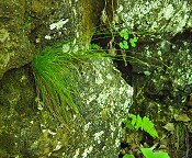 Carex eburnea thumbnail